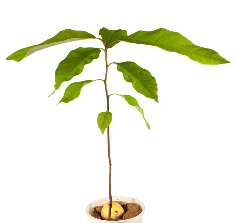 backyard outdoor space